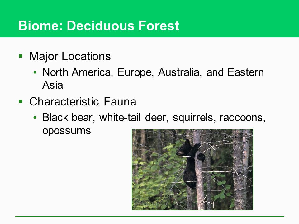 What Is the Soil Type in the Deciduous Forest Biome?